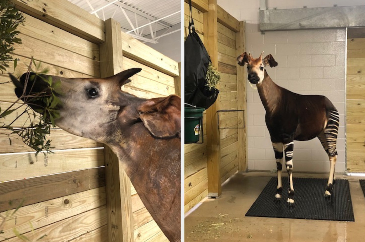 An okapi close-up eating, next to a full-body shot of the okapi