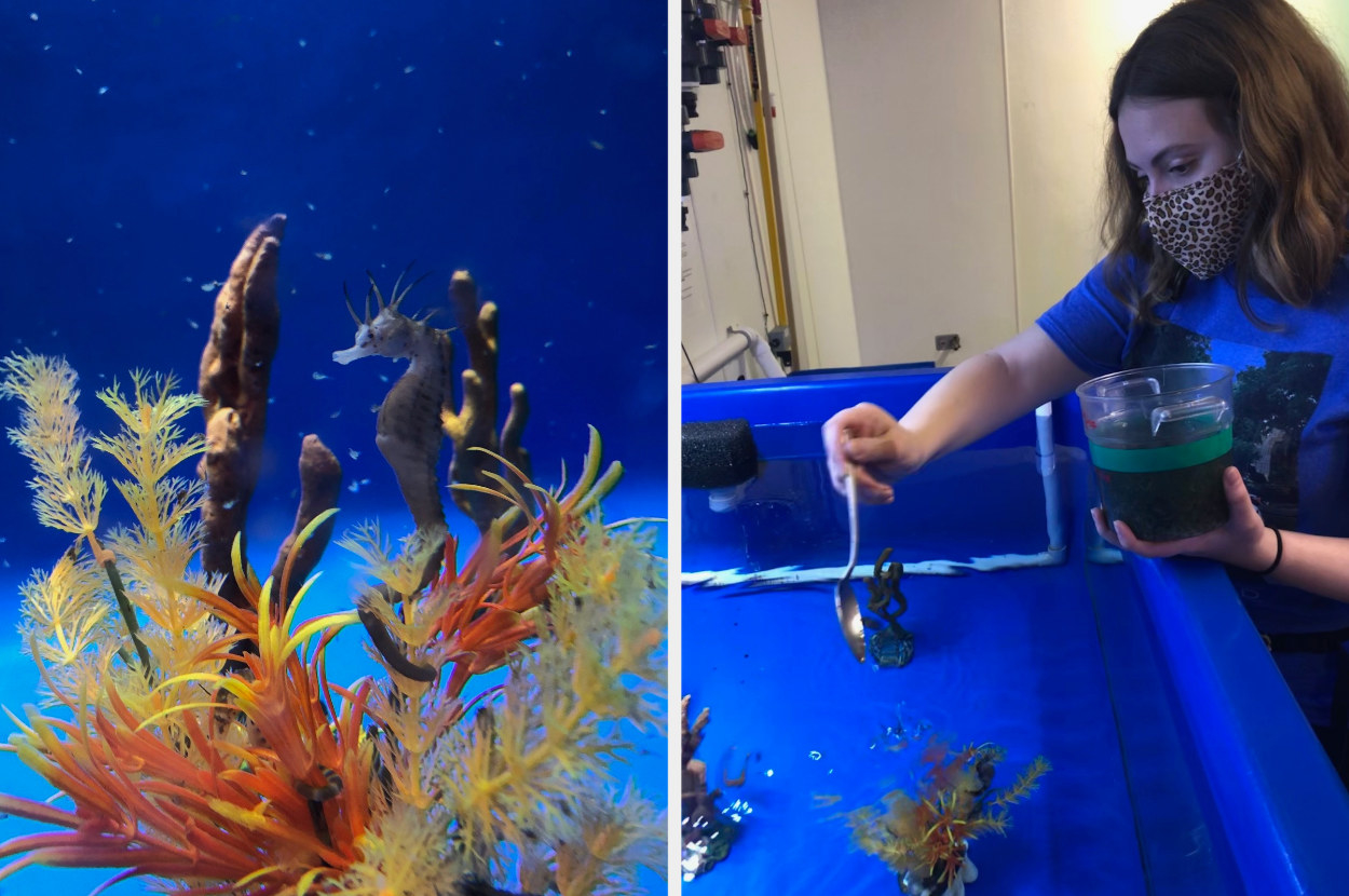 Seahorse swimming, next to a woman above a fish tank dropping in food