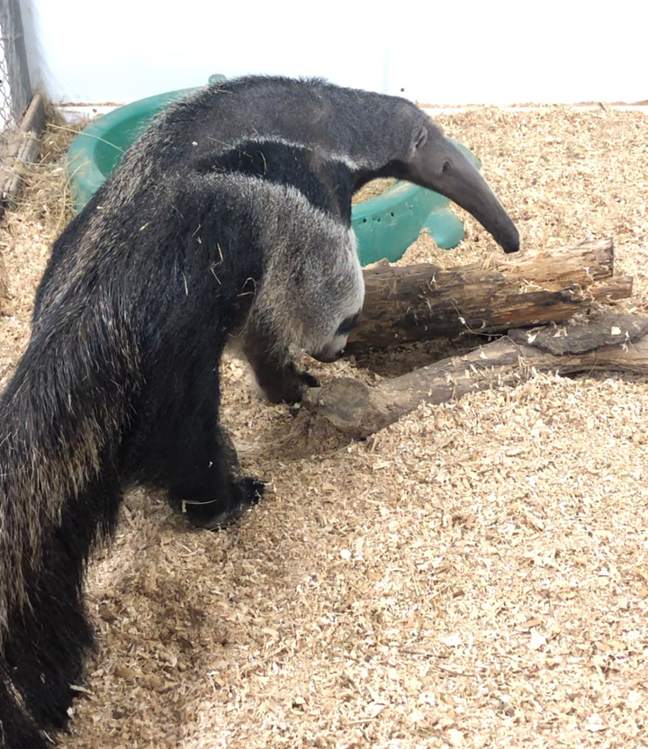 Giant anteater walking around