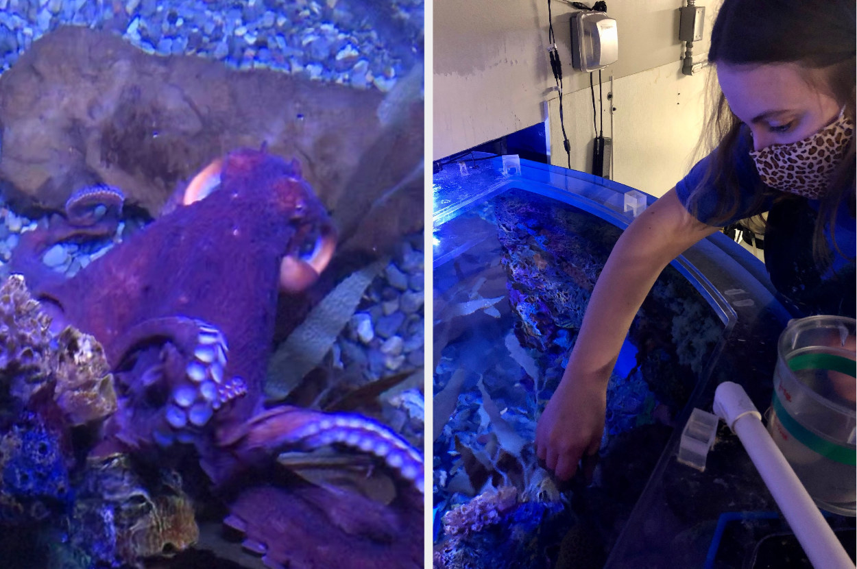 Giant Pacific Octopus swimming up, next to a woman putting her hand in a large aquatic tank