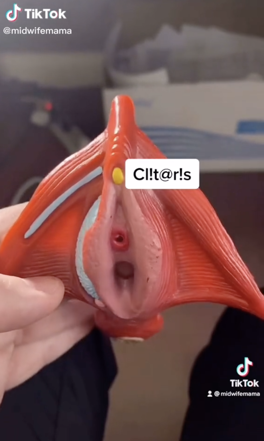 A closeup of a model of a clitoris