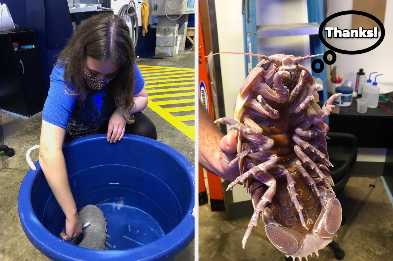 Woman brushing an isopod, next to an isopod&#x27;s face and a speech bubble that says &quot;thanks&quot;