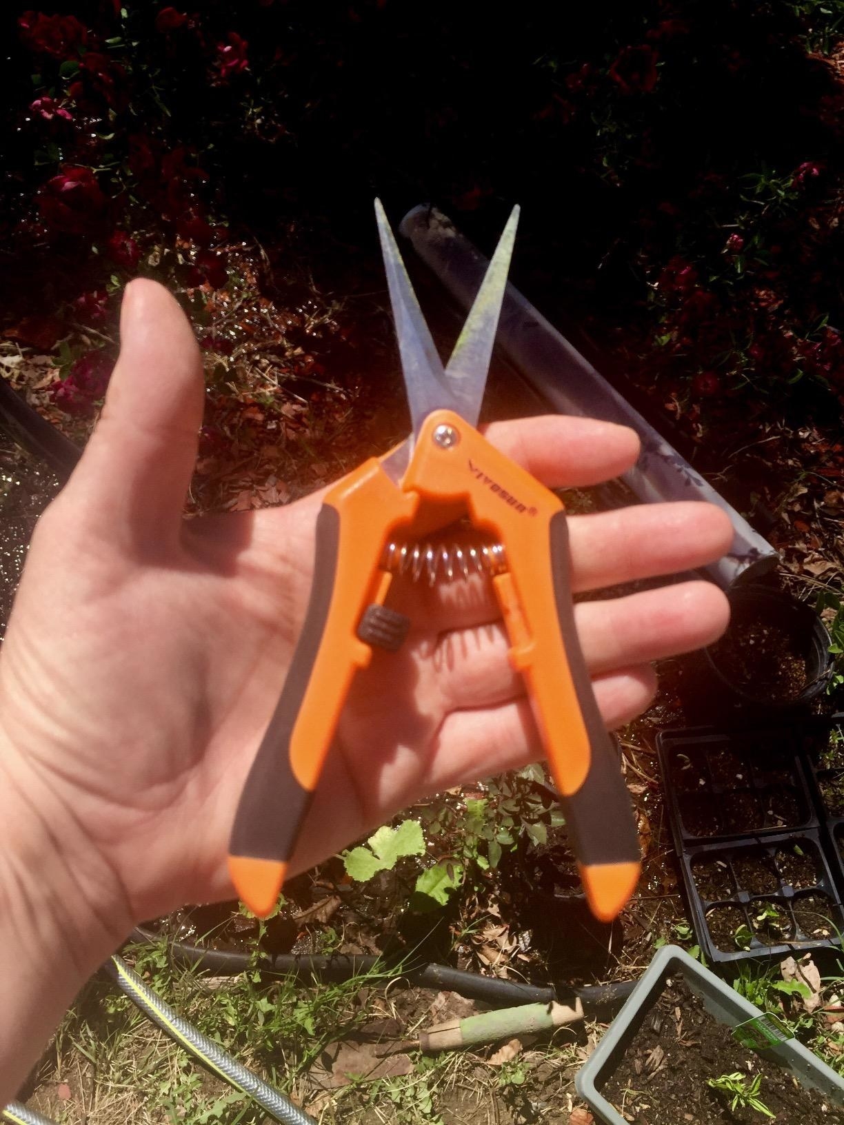 hand holds same shears with open spring over their outdoor garden