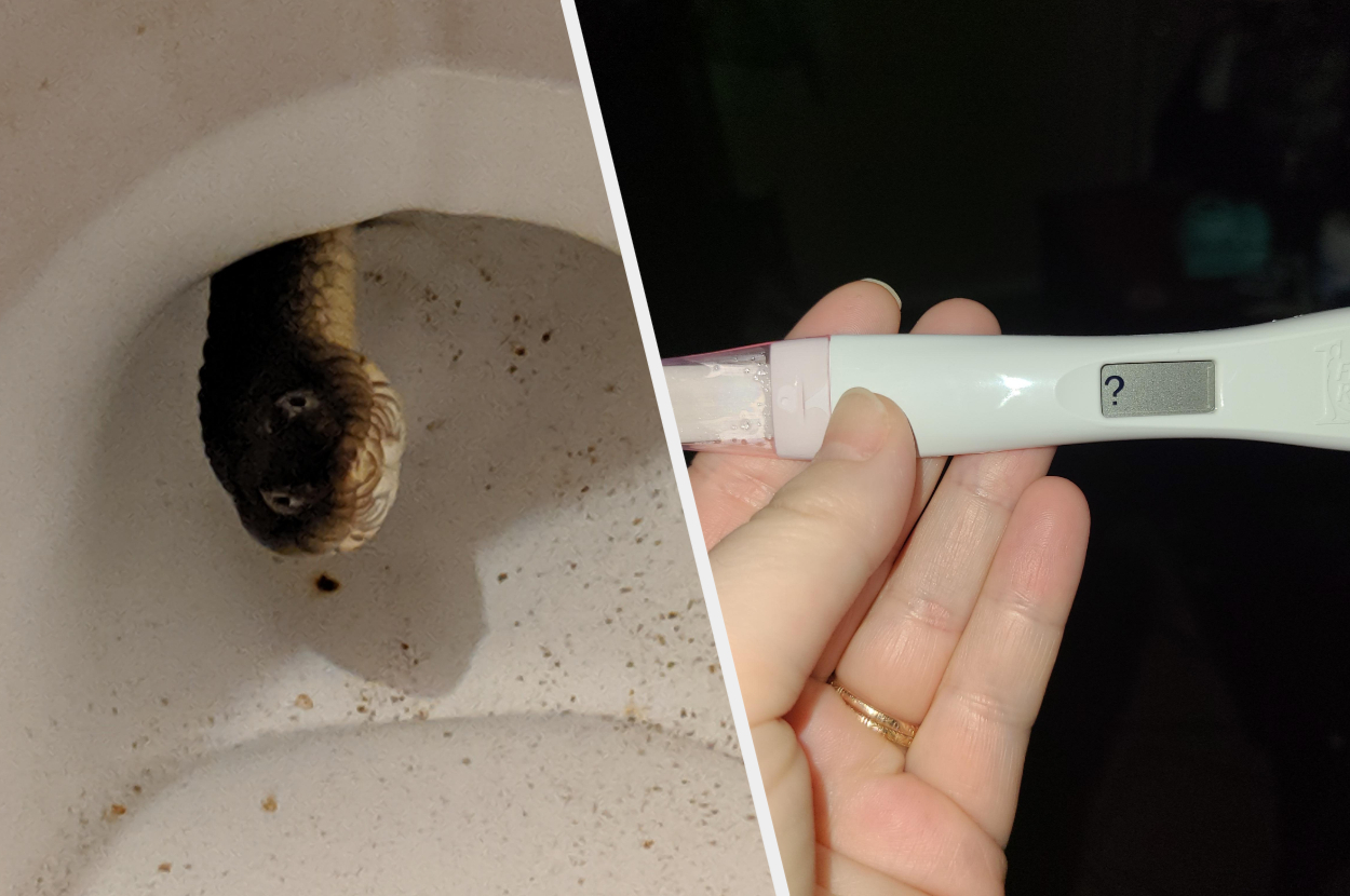 Well there is a water snake living in my toilet somehow : r/Wellthatsucks