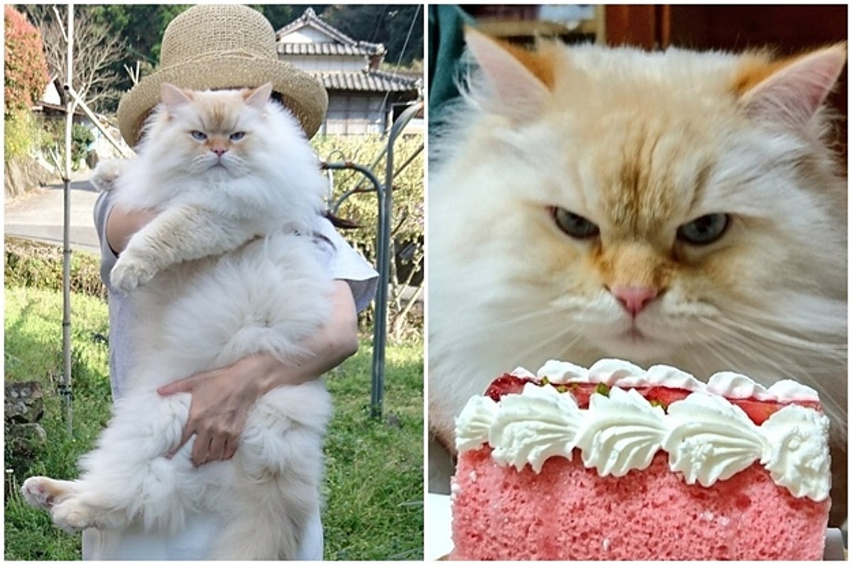 こんなに大きくなることある モッフモフふわっふわの猫ちゃんから目が離せない