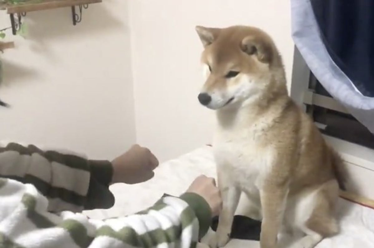 僕のおやつが消えた 手品に驚く柴犬の お手本みたいな リアクションがかわいすぎる