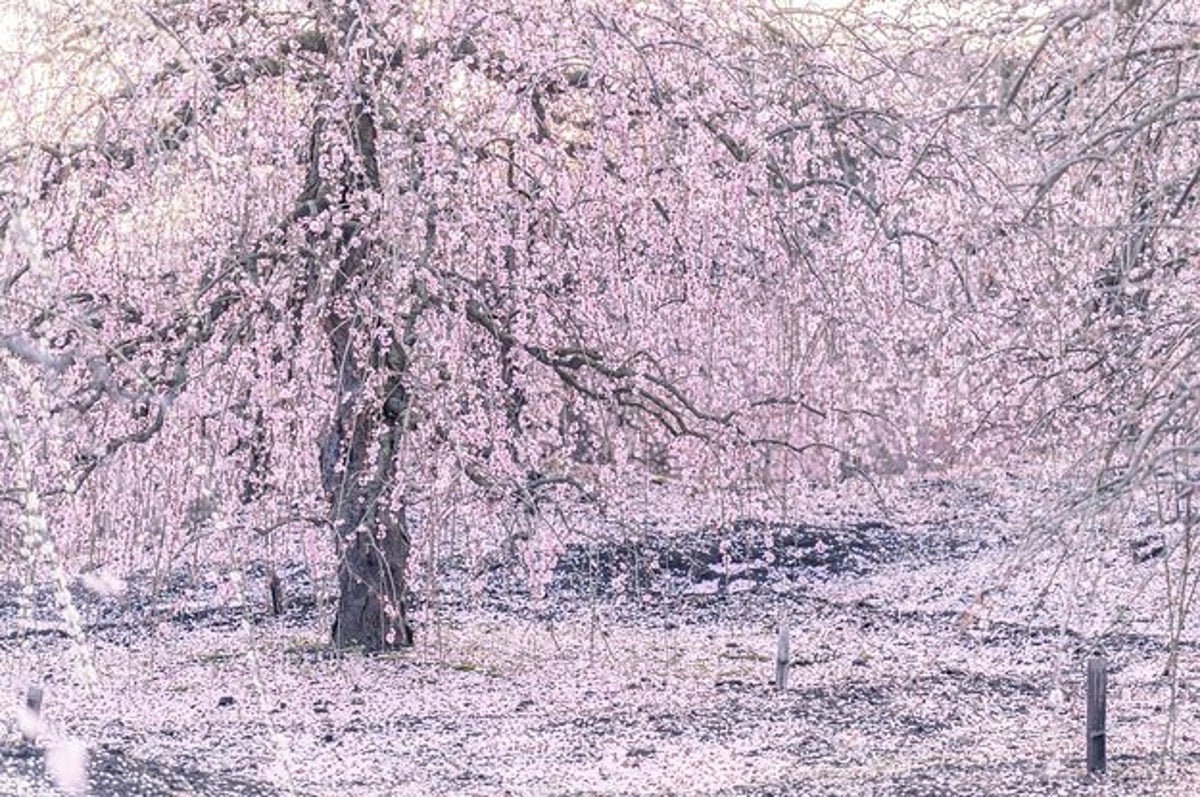 咲き誇る梅の花が まるでこの世とは思えない景色 一面ピンクの光景に 天国みたい 咲き誇る梅の花が まるでこの世とは思えない景色 一面ピンクの光景に 天国みたい