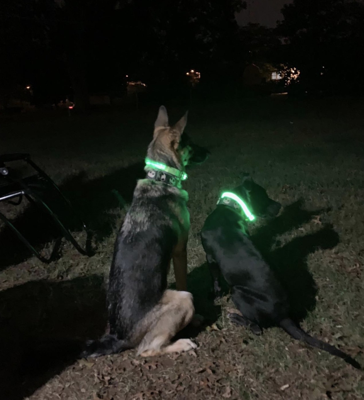 two dogs wearing LED collars