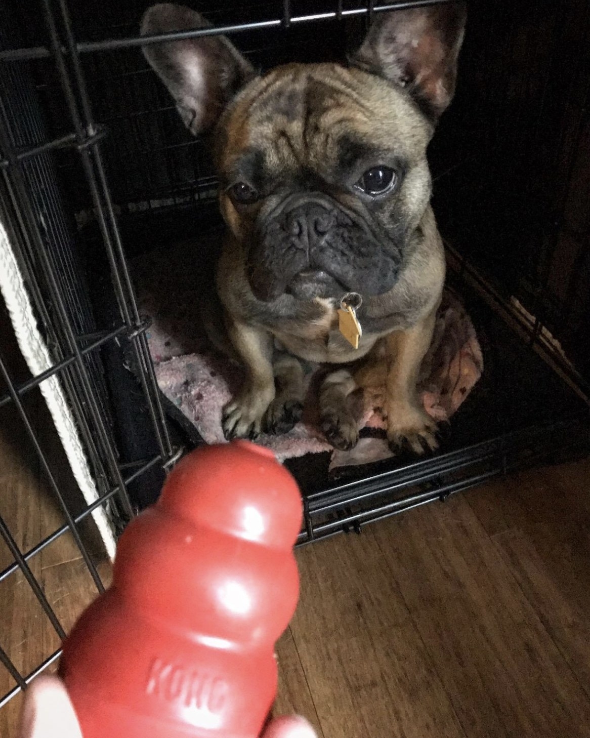 a frenchie looking at a kong chew toy