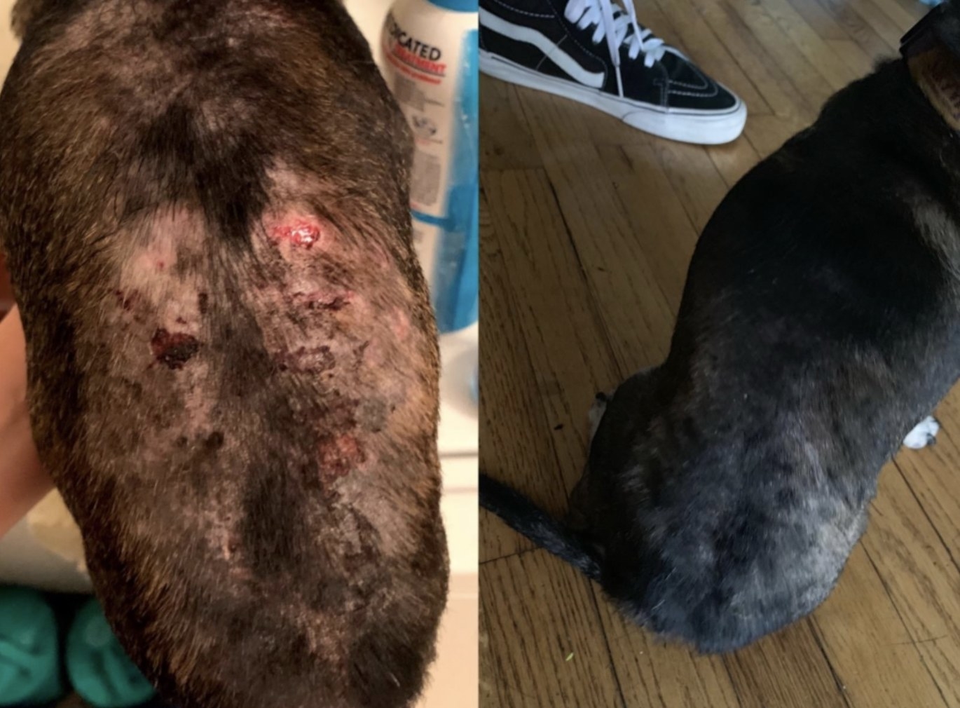 before and after taking the supplements. Before: dog with open wounds. After: dog with a shiny coat