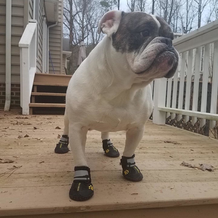Bulldog wearing the shoes