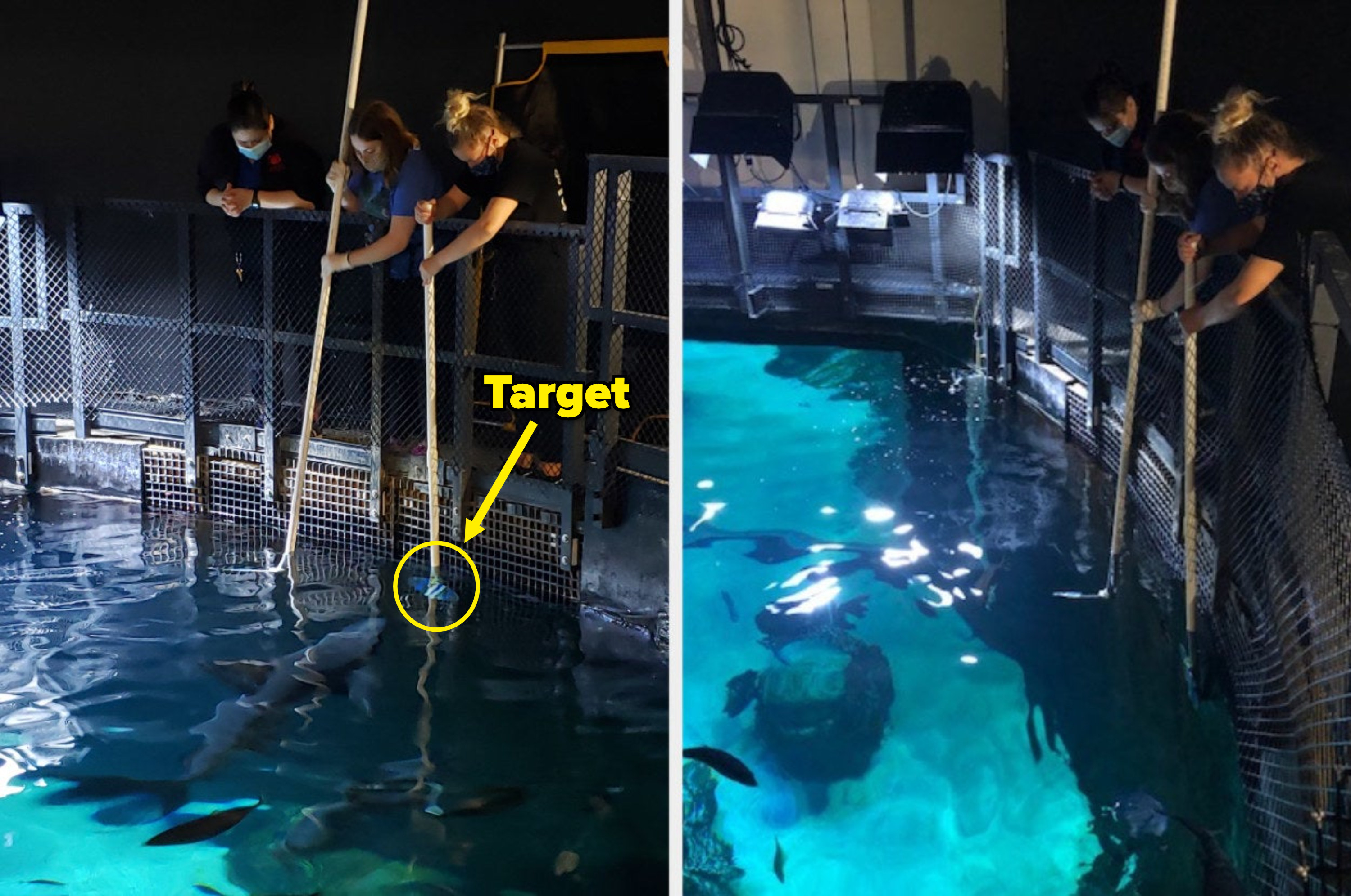 Women feeding sharks in a tank