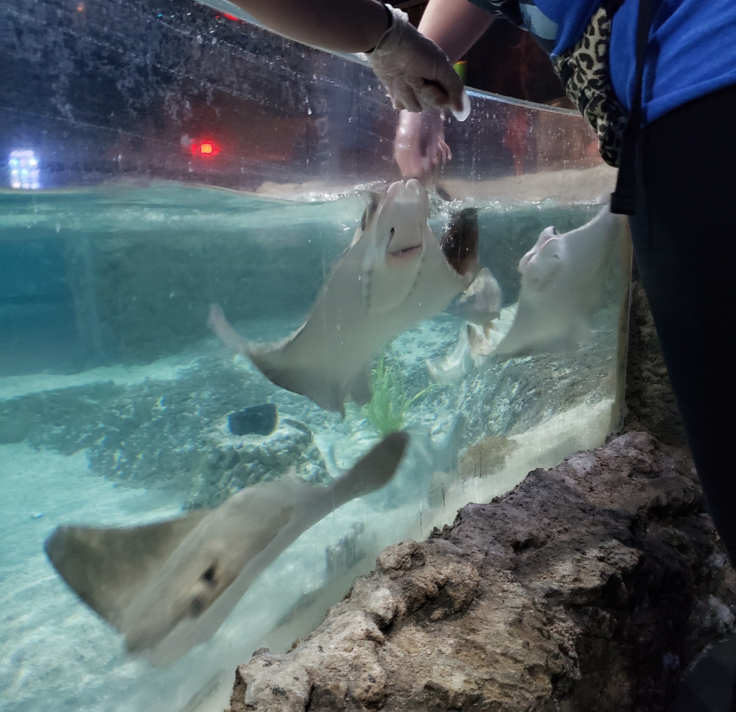 Stingrays in a tank being fed