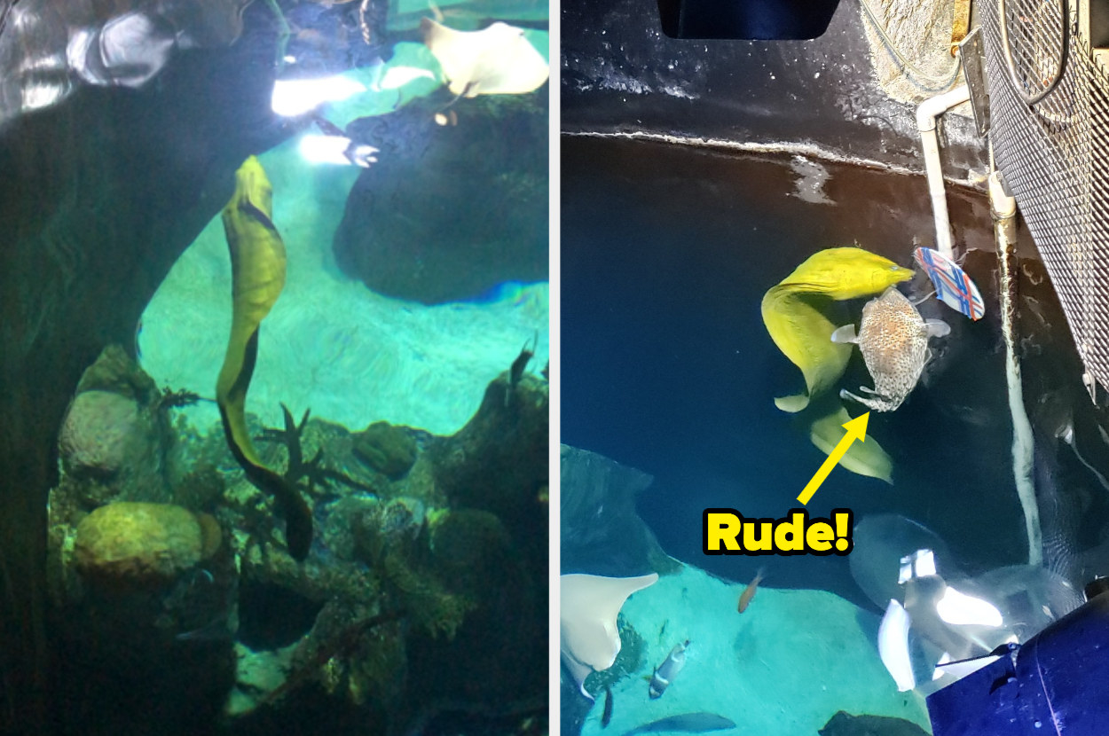 Swimming green moray eel, next to a puffer fish and green moray eel going for the same piece of food