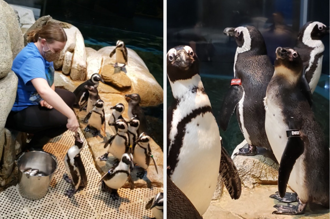 Woman surrounding by penguins, next to close-up penguins