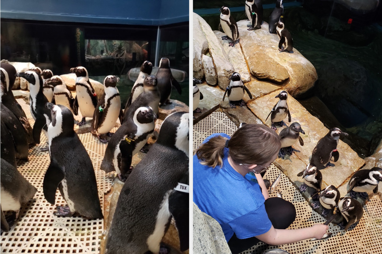 Penguins wondering around, next to a woman feeding them