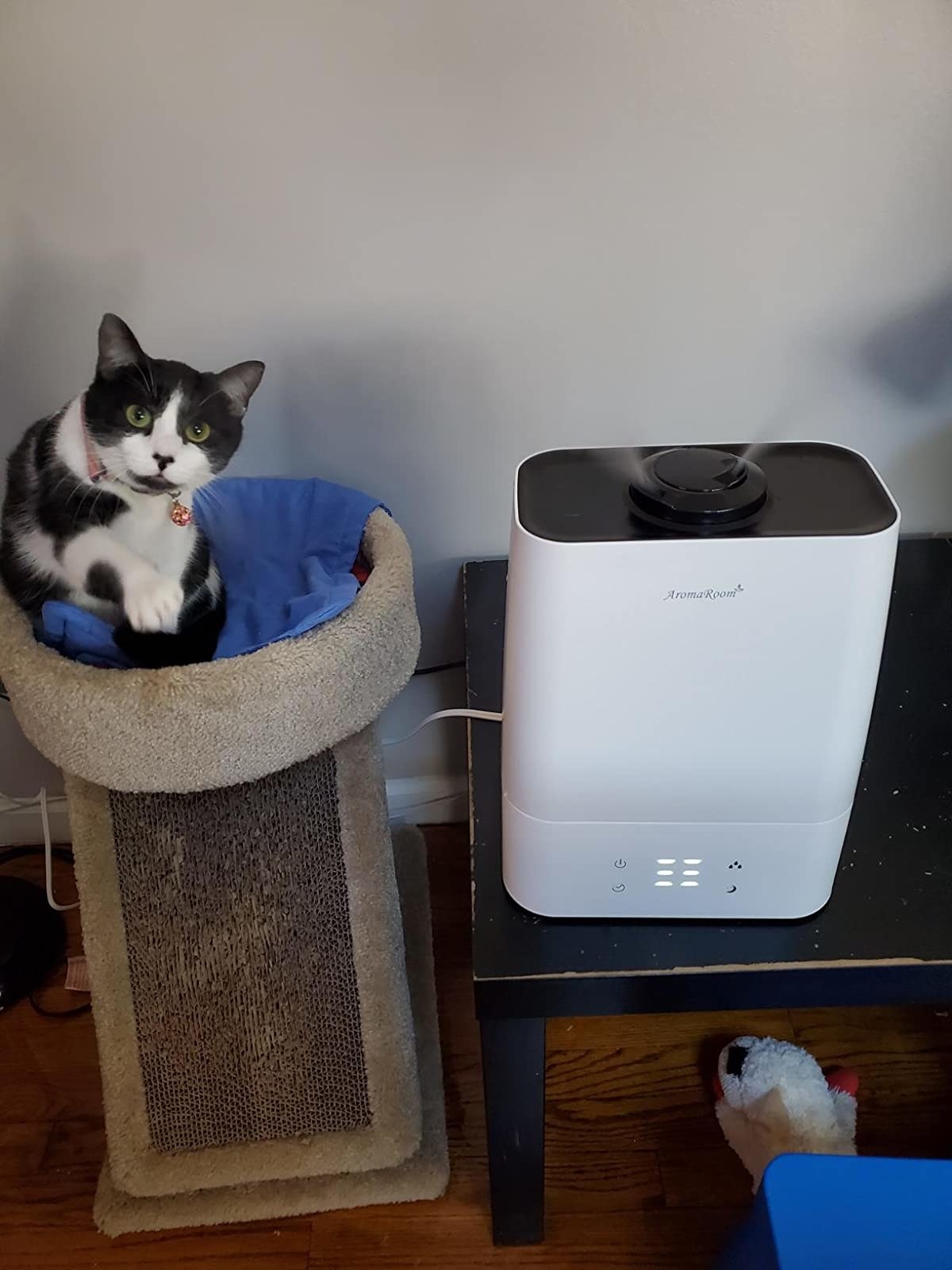reviewer image of the aroma room humidifier on top of a table next to a cat tree atop which a black and white cat sits