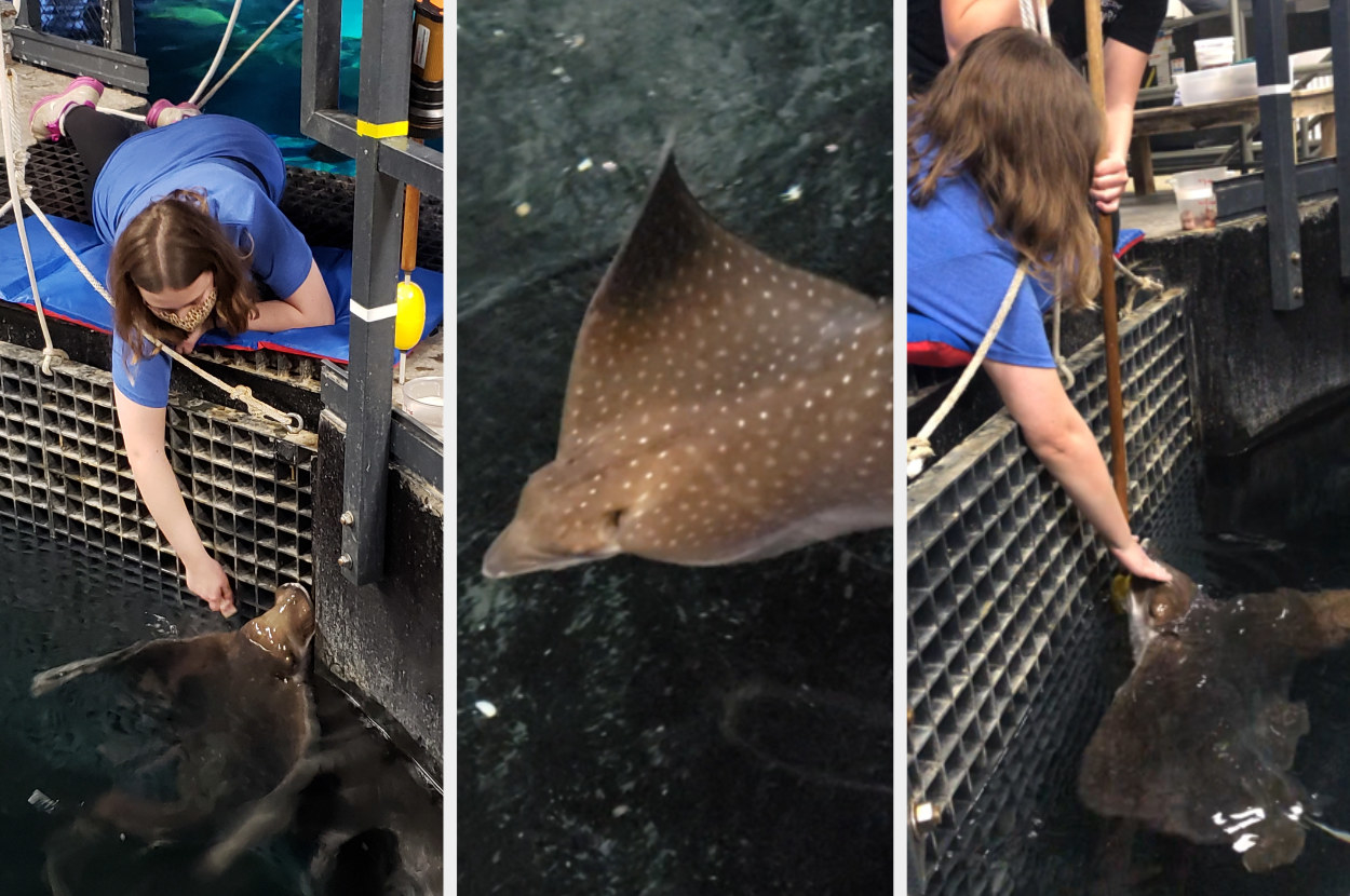 Woman feeding a stingray, the ray swimming, then the woman petting the ray&#x27;s head