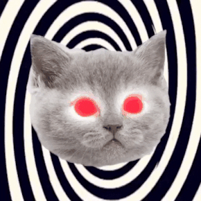 Cat on spiral background