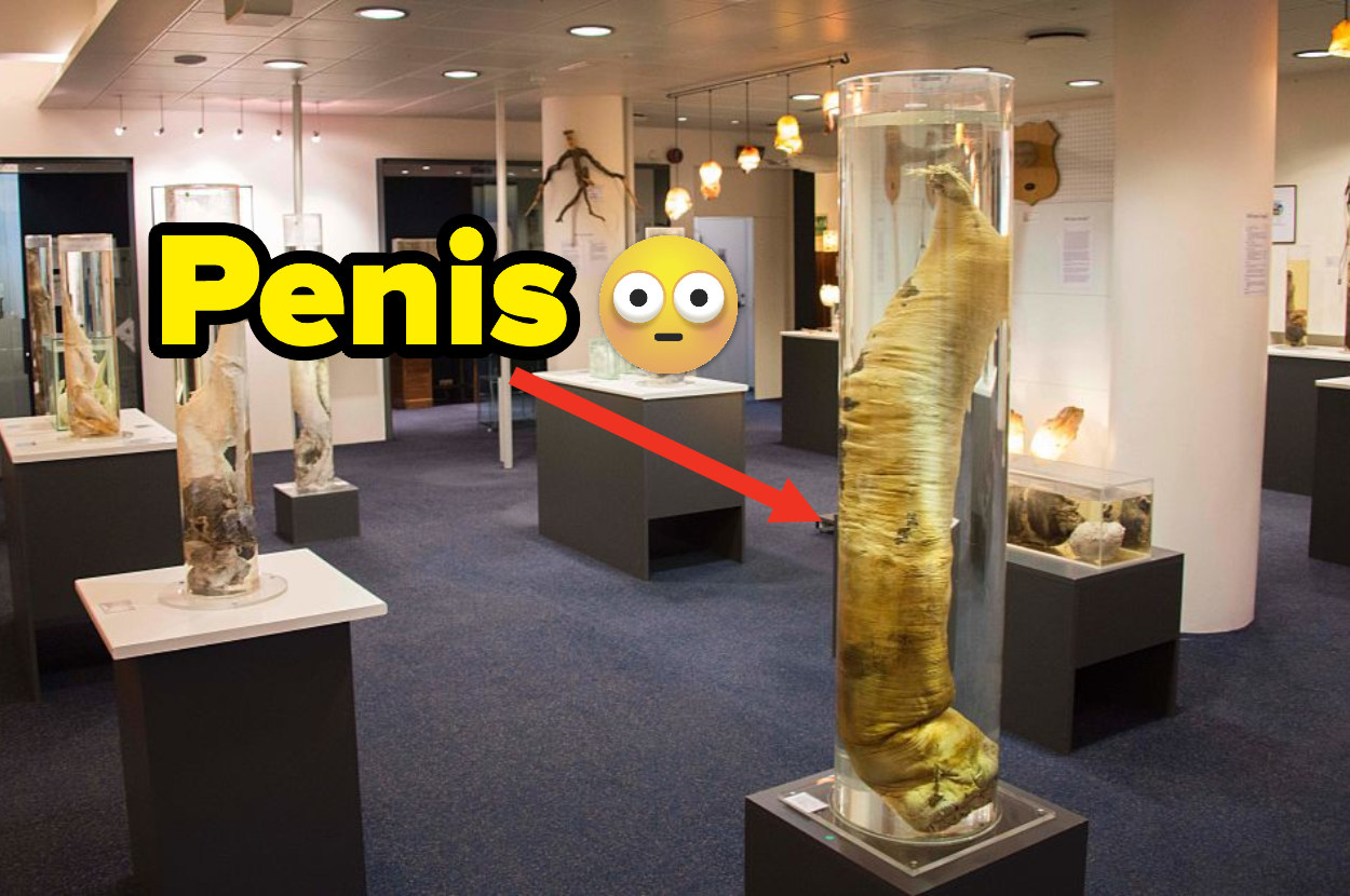 A wide view of the inside of the museum showcasing penis specimens and a superimposed shocked emoji