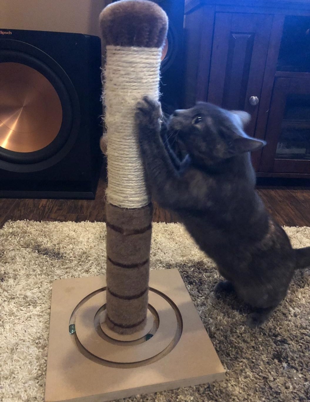 Review photo of the scratching post tree