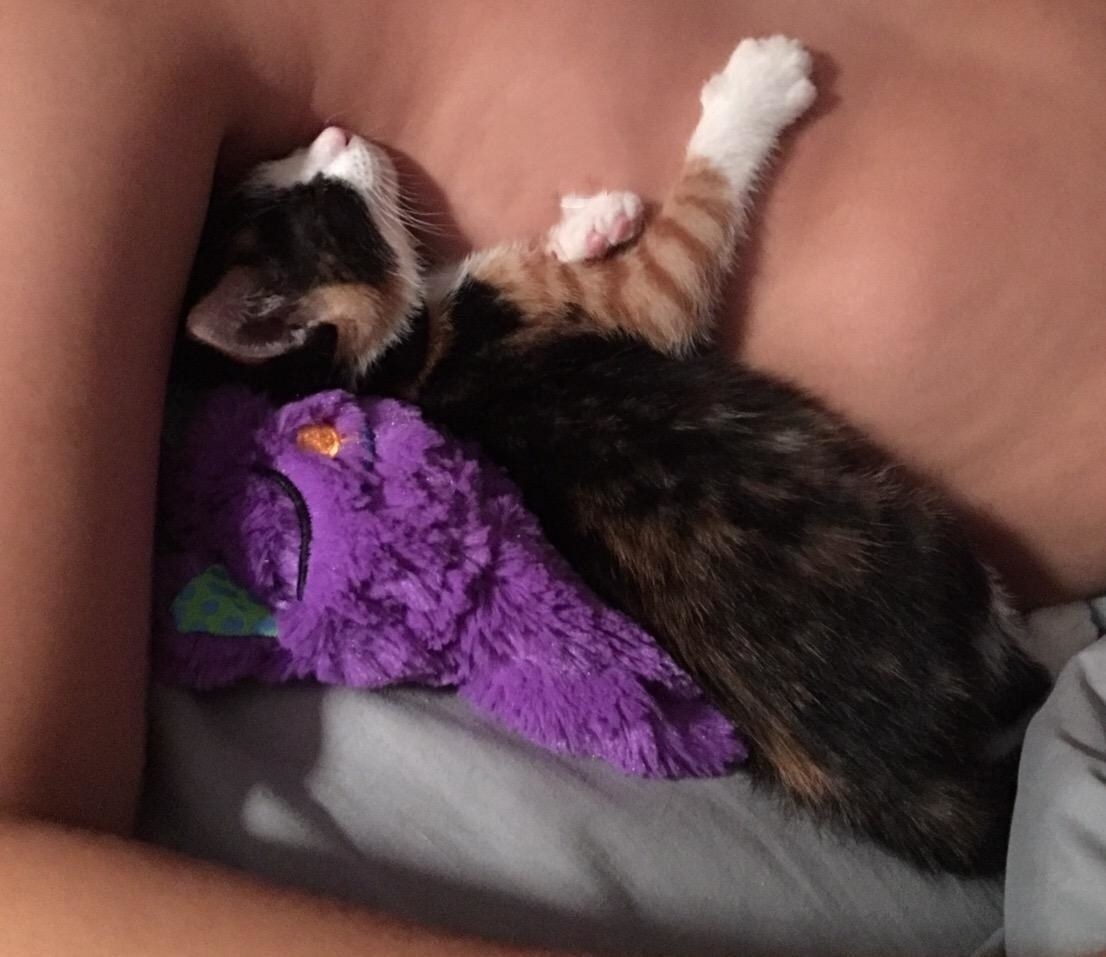 Review photo of the kitty purr pillow