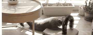 Gif of cat using the self-massager scratcher brush toy