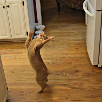 same reviewer showing their cat again jumping for the cat dancer toy 