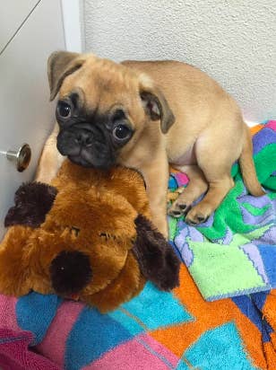 Reviewer's pug puppy sitting on top of the plush dog toy 