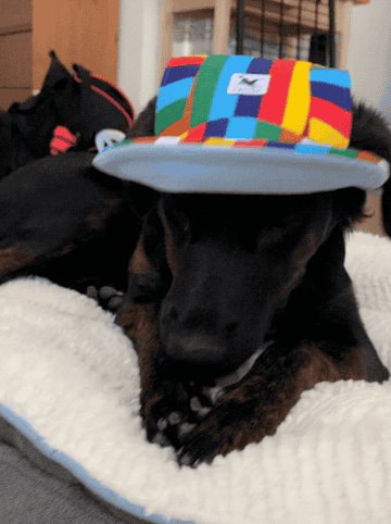 a gif of Harrie wearing a hat