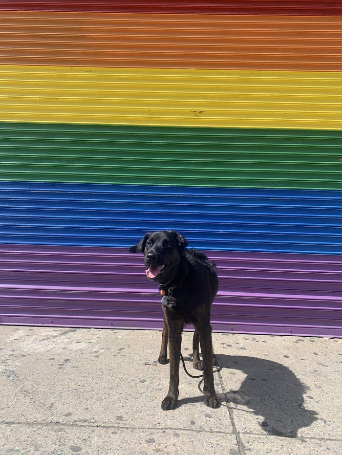 BuzzFeed Writer Lauren Yapalater's dog, Harrie