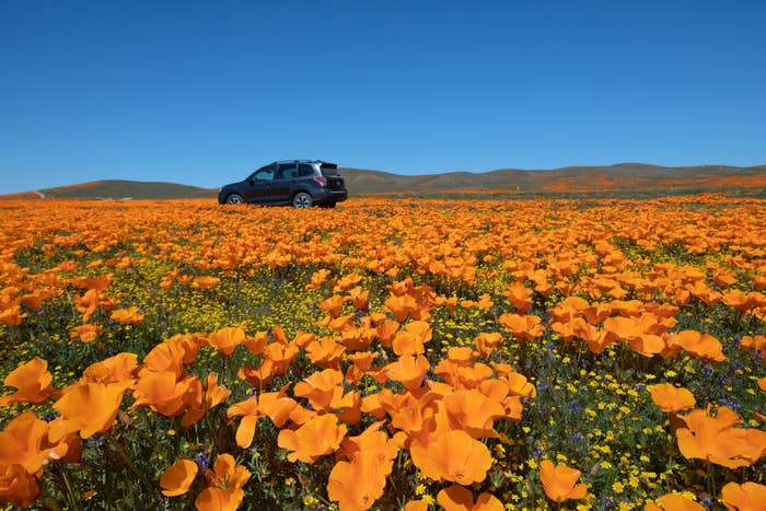 An SUV drives through a field of orange poppies.