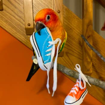 Colorful small bird biting one shoe while the other hangs by the laces on a perch 