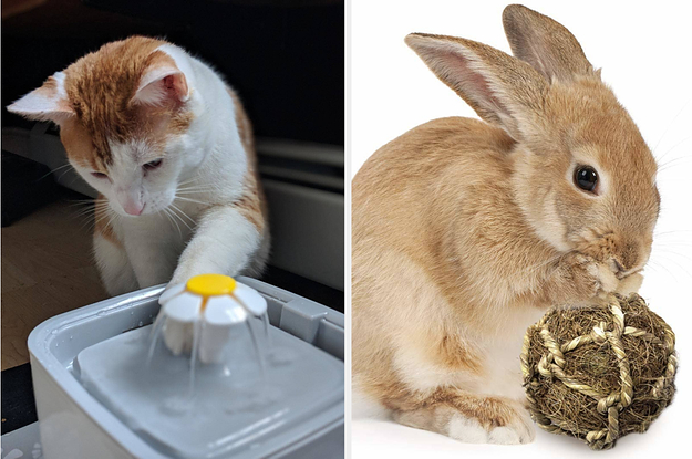 left image: cat with water fountain, right image: rabbit with toy ball
