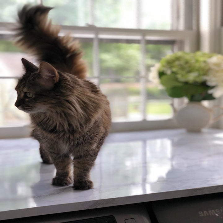reviewer image of a fluffy cat standing atop a surface covered in an adhesive marble cover