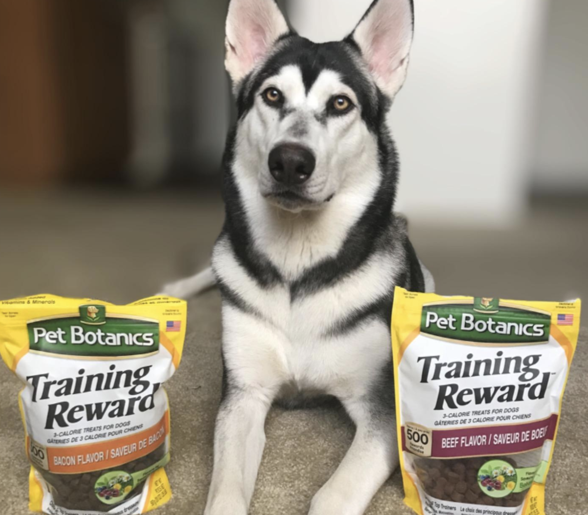 reviewer&#x27;s dog sitting next to bags of bacon flavor and beef flavor training treats
