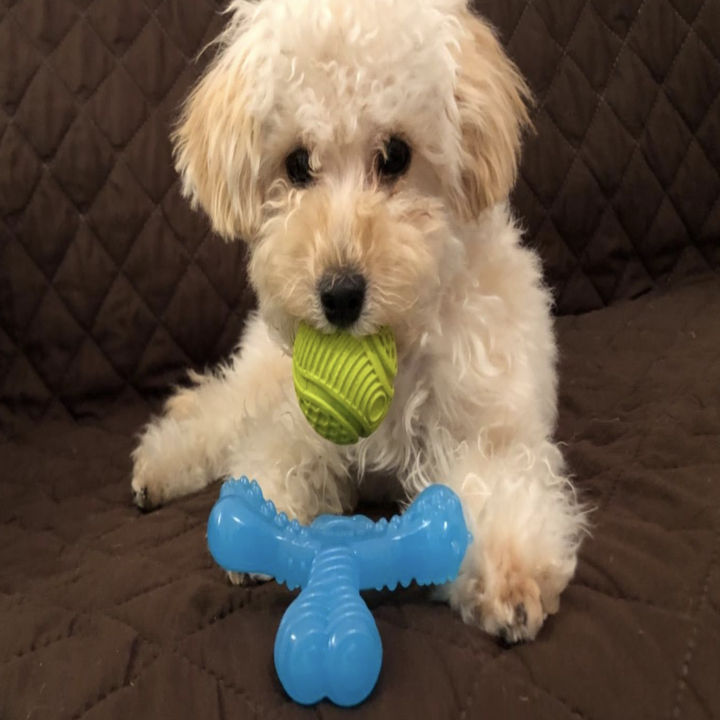 a reviewer's puppy sitting besides the toy