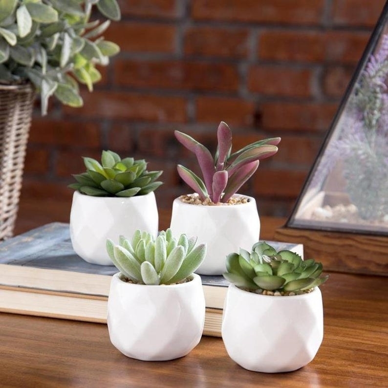 the four small succulents in white geometric pots