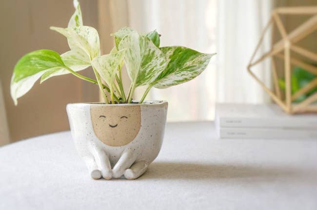 the ceramic pot holding a plant