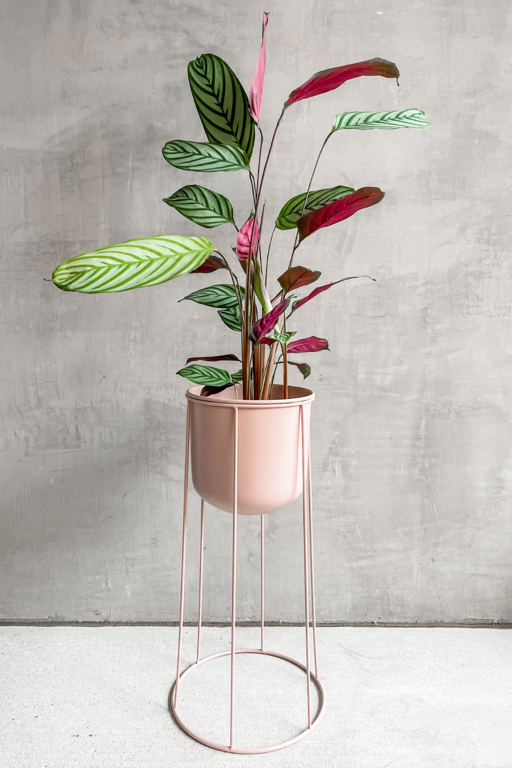 plant stand styled with a plant