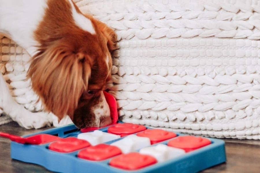 A Guide to Using Food Puzzle Toys with Your Dog - AVSAB