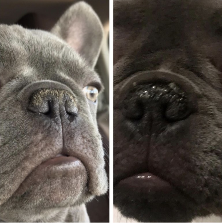 a before and after of the reviewers dog&#x27;s nose
