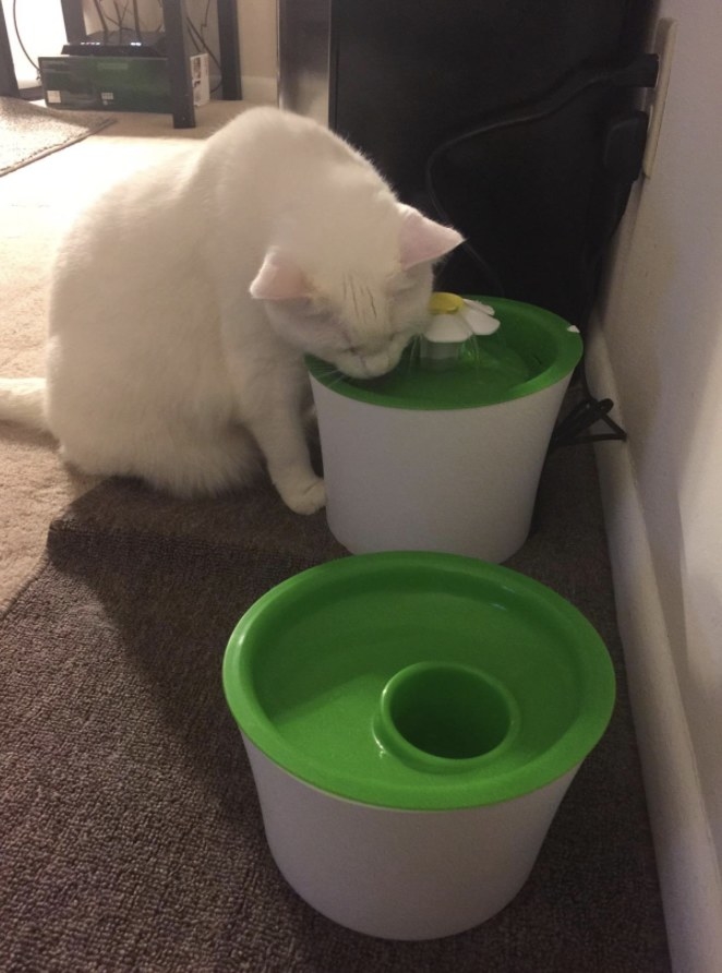 The reviewers cat drinking from the water fountain 