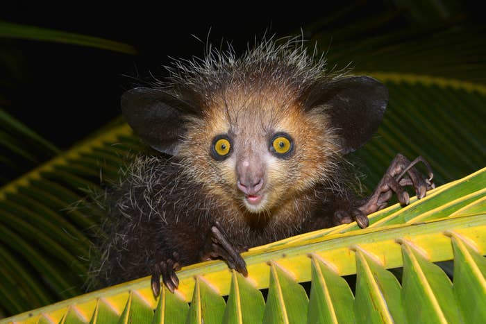 An animal with piercing yellow eyes, long spindly fingers, and messy grey and black hair