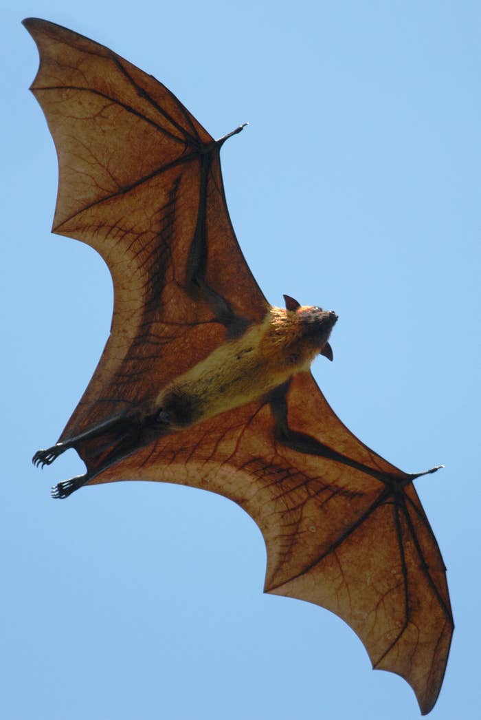 The Indian flying fox wingspan, which is huge