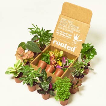 Dozens of plants beside box packaging, showing the different varieties you may receive 