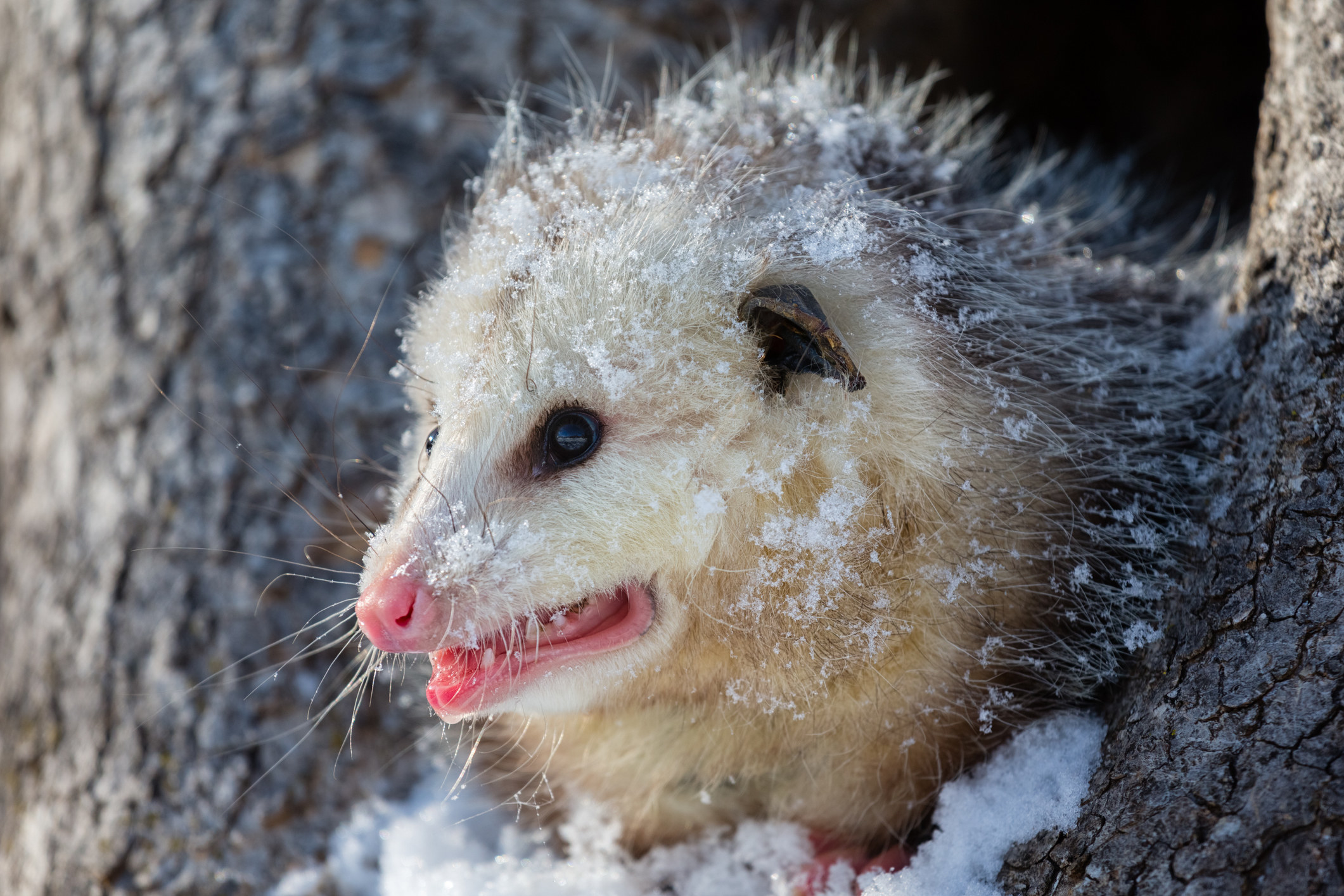 A pointy faced, beady eyed opossum in the snow