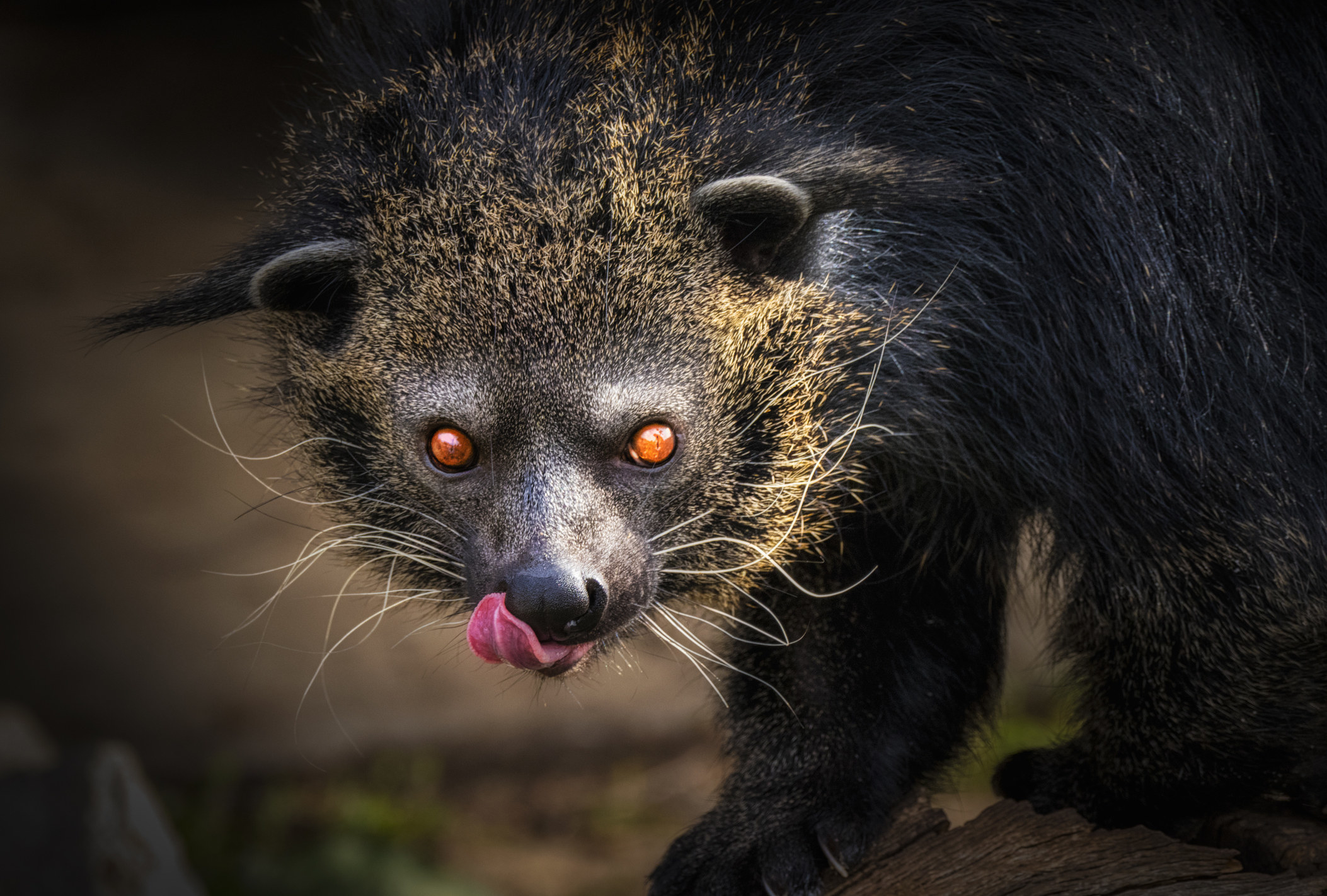A red eyed animal with messy whiskers and fur 