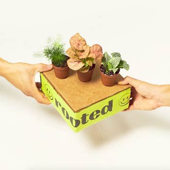 Three small plants on top of box packaging held by two hands