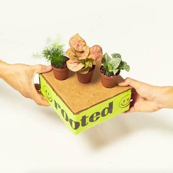 Three small plants on top of box packaging held by two hands